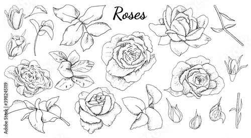 Set of roses and leaves isolated. Black and white.