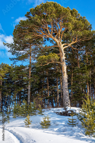 Picturesque pine tree on a snow-covered slope photo
