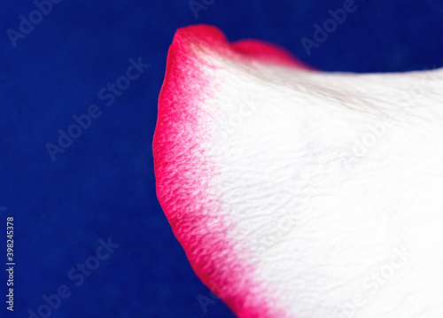 Macro mode. Rose petals close-up. The structure and texture of the petal in detail.