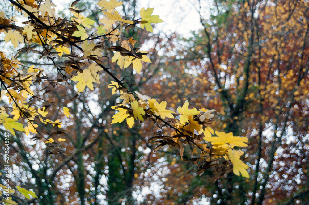 Maple branch with yellowed leaves. Background, texture. Autumn in the forest.