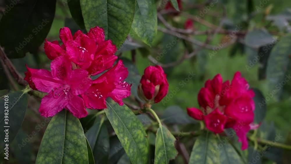 Red Rhododendron Flower Blowing in the Wind Red Rhododendron Flower Blowing in the Wind