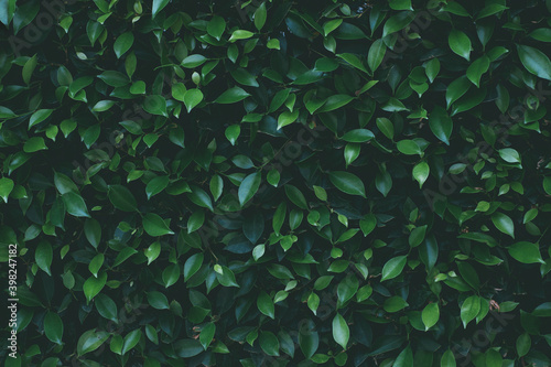 Beautiful dark green leaves pattern background  Natural backdrop and wallpaper from the garden