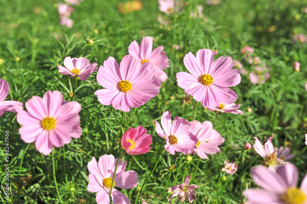 Natural Pink cosmos flowers at King Rama 9 Park in Bangkok Thailand Natural Pink cosmos flowers at King Rama 9 Park in Bangkok Thailand