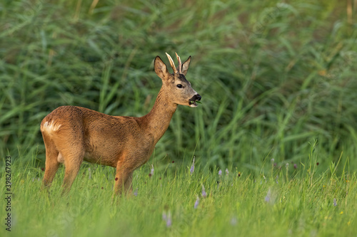 Roe deer  capreolus capreolus  buck chewing on grassland in summertime nature. Roebuck swallowing on green meadow in summer. Wild brown mammal standing in wildflowers.
