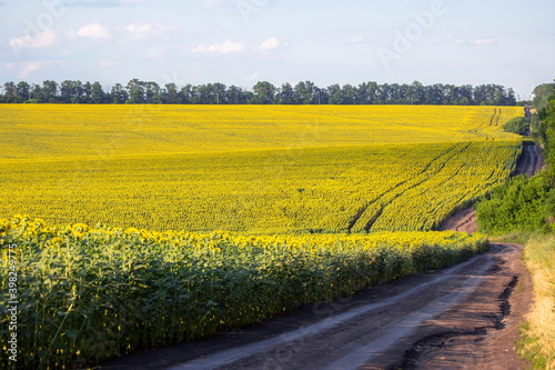 Large field of blooming sunflowers in sunlight. Agronomy, agriculture and botany.