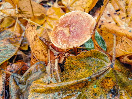 mushroom, autumn, 
