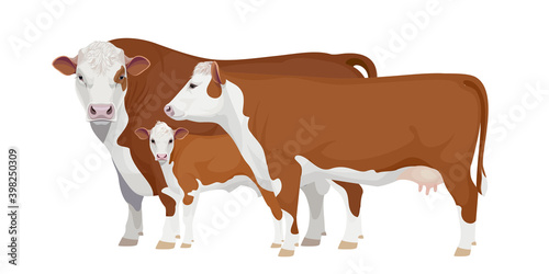 Set Bull, Cow, Calf. Hereford - The Best Beef Cattle Breeds. Farm animals. Vector Illustration.