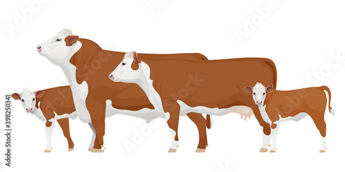 Set Bull, Cow, Calf. Hereford - The Best Beef Cattle Breeds. Farm animals. Vector Illustration.