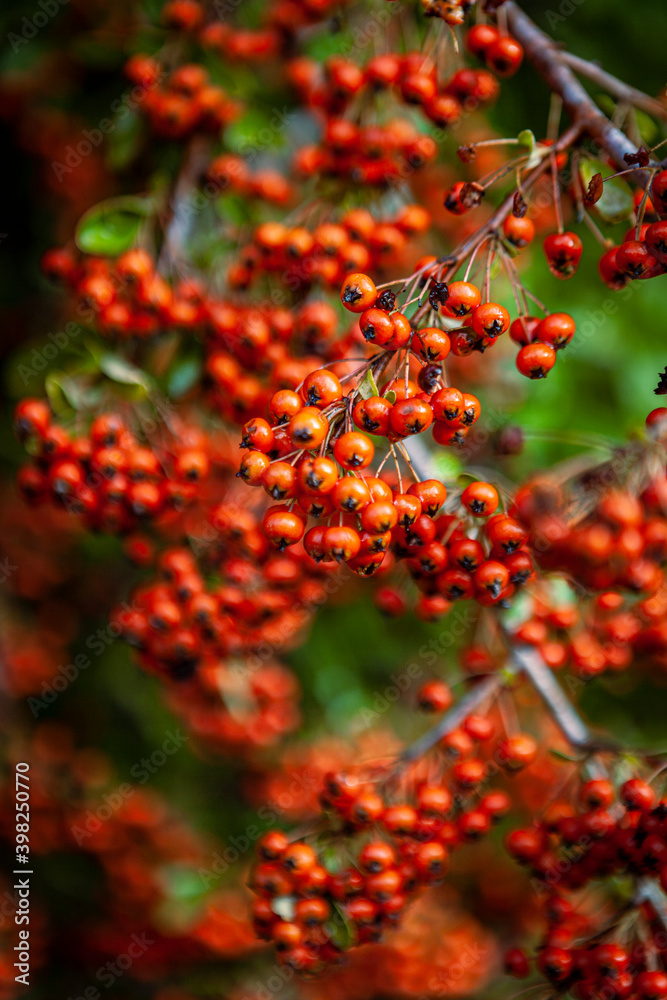 Obraz premium Berries in bloom