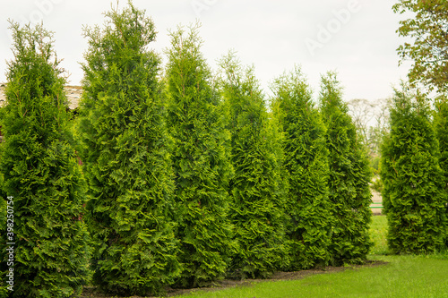 Western thuja emerald green hedge, evergreen trees planted abreast make dense natural wall. Landscape design concept photo