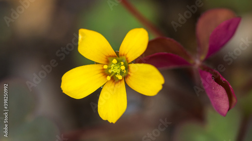 Creeping Woodsorrel