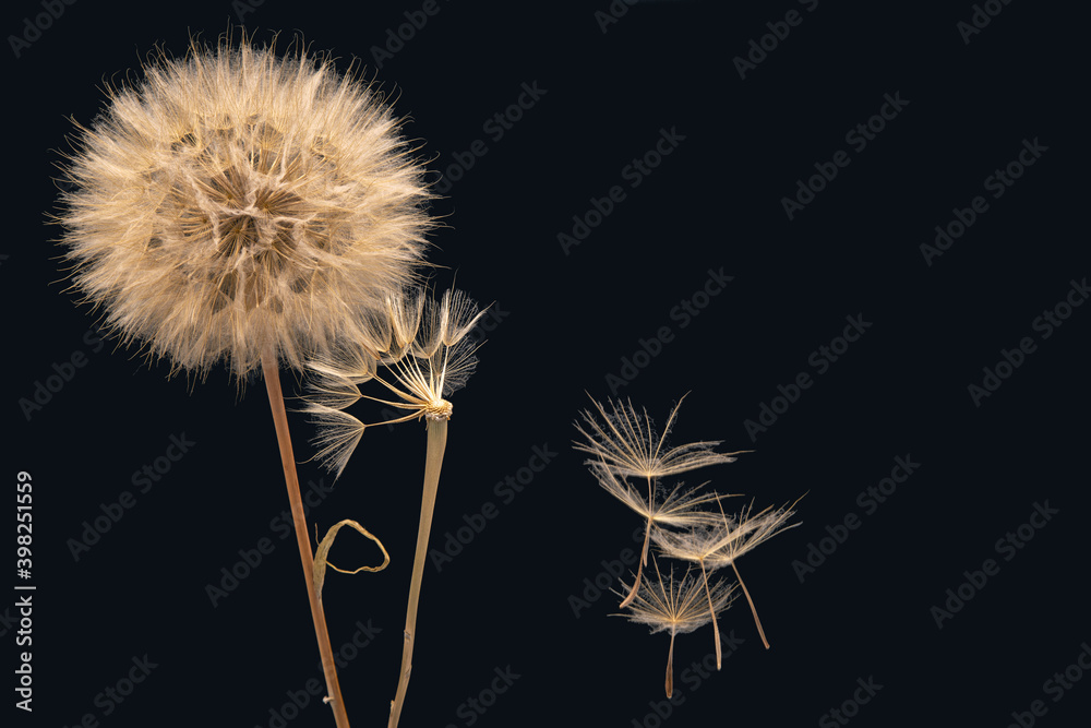 Fototapeta premium dry dandelion seeds fly away from the flower