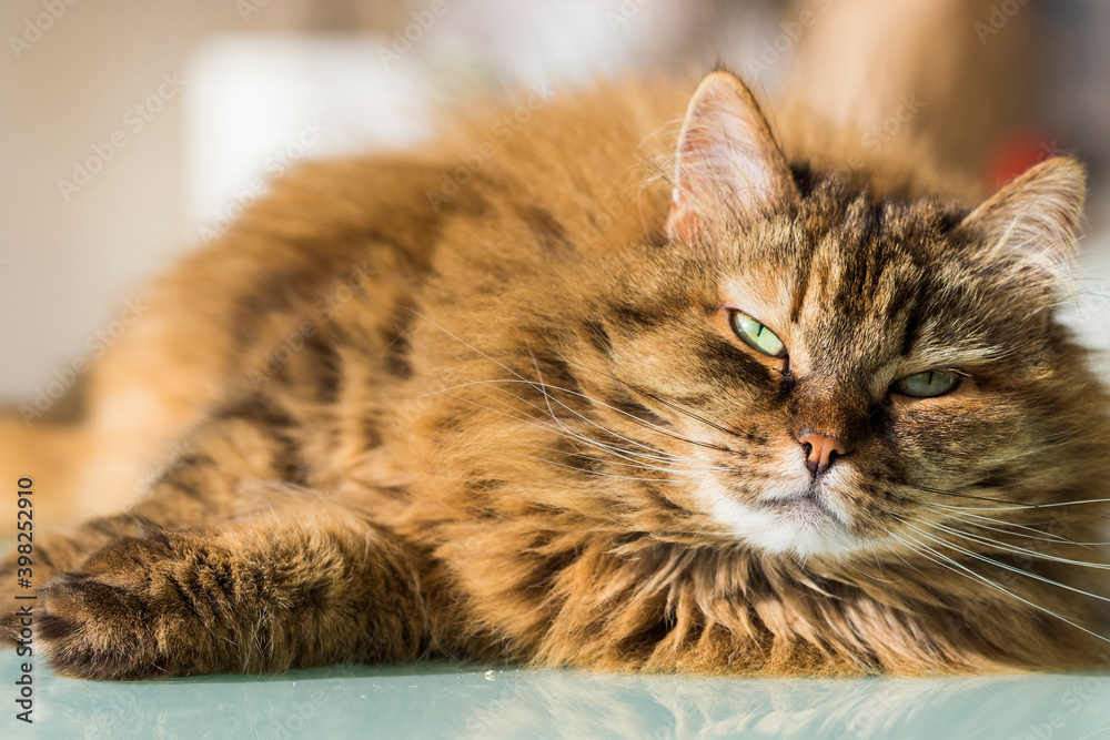 Adorable long haired cat with brown hair lying in relax, siberian breed