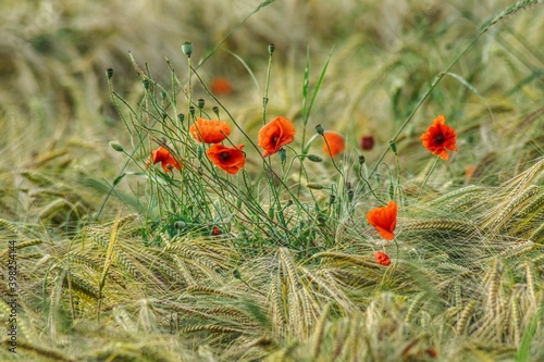 row of red blooming poppies and in flower buds against the background of barley ears