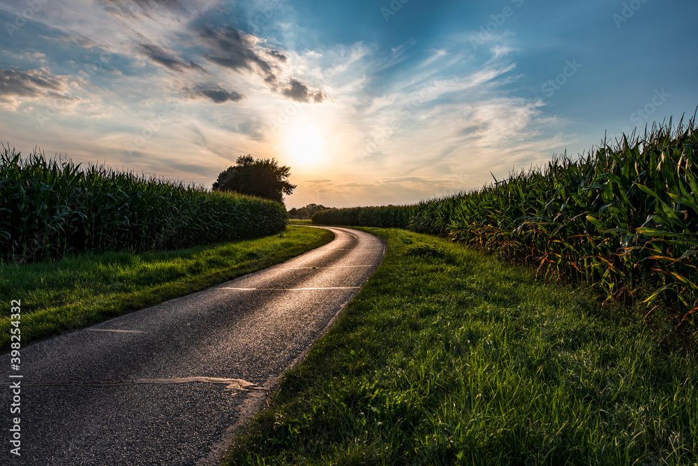 Fototapeta premium Einblicke ins Maisfeld