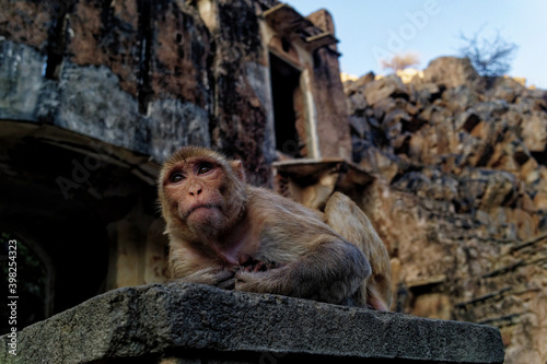 Monkey in Jaipur mountains