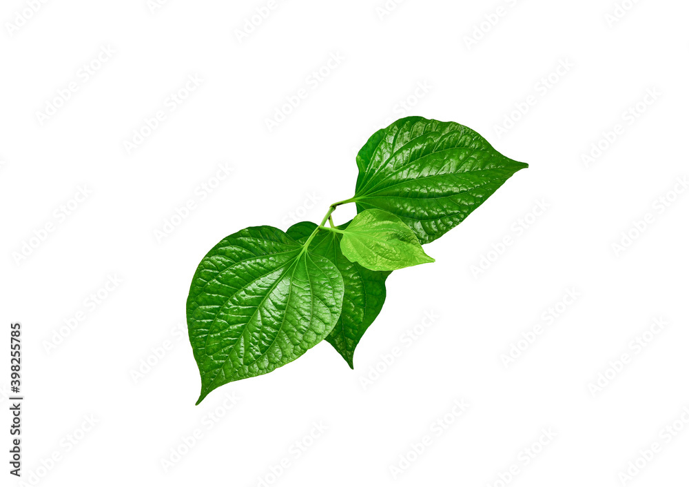 Green Piper betel leaf isolated on the white background. Thai herb, Thai food (Wildbetal Leafbush) (Piper sarmentosum Roxb) - obrazy, fototapety, plakaty 
