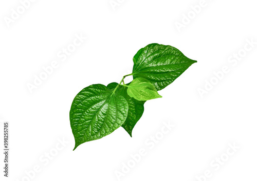 Green Piper betel leaf isolated on the white background. Thai herb, Thai food (Wildbetal Leafbush) (Piper sarmentosum Roxb)