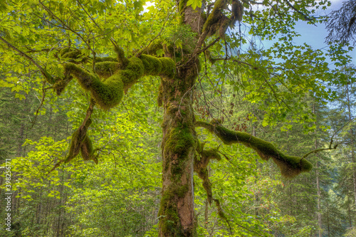 Thick growing usnea on bark and branches of a tree ner the Gosausee photo