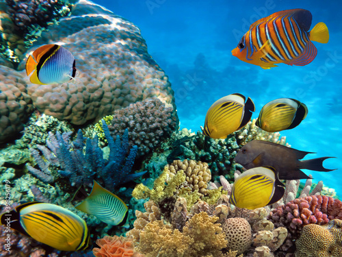 Fototapeta Naklejka Na Ścianę i Meble -  Photo of a coral colony, Red Sea