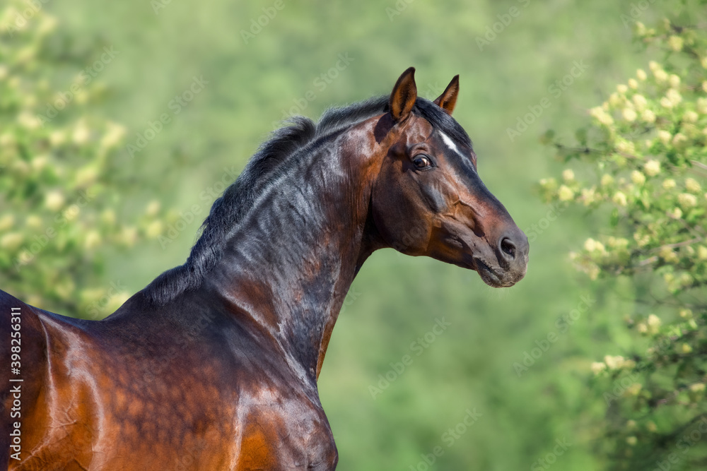 Portrait of bay horse from back looking at camera Portrait of bay horse from back looking at camera