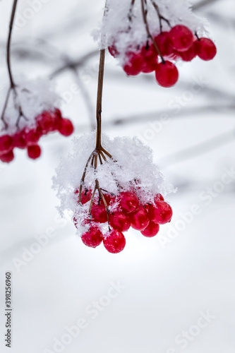 Red viburnum berries.