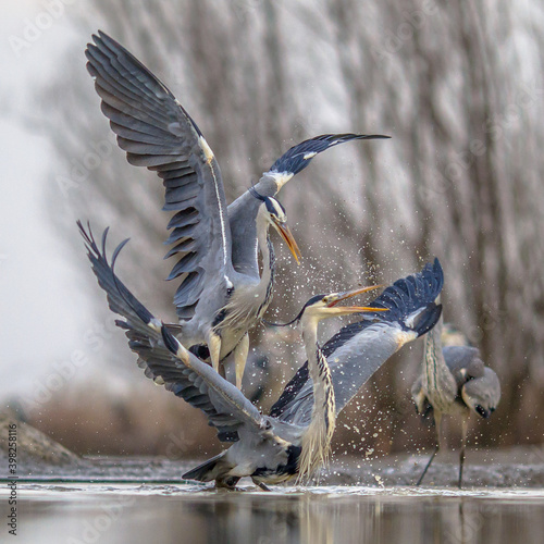 Two Grey herons fighting photo