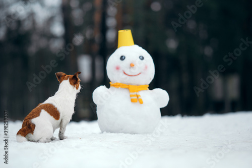 dog in snowy winter makes a snowman. Jack Russell Terrier in a scarf. Pet in nature © annaav