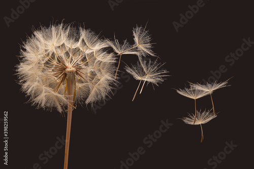 dandelion seeds fly away from the flower in wind