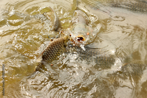 Hoven s carp or sultan fish  is a species of fish in the barb family. 