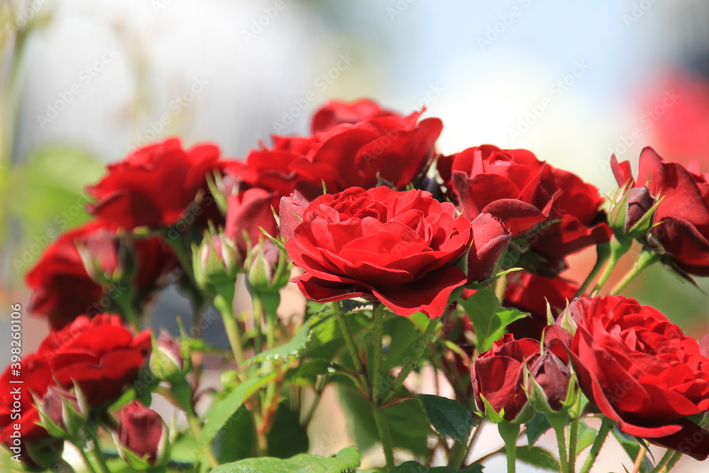 バレンタインシーズンにも使える真紅のバラの写真素材