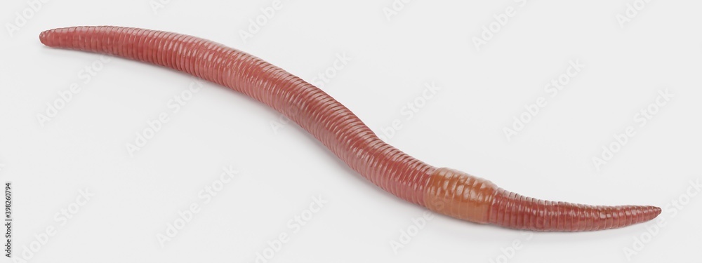 Realistic 3D Render of Earthworm Realistic 3D Render of Earthworm