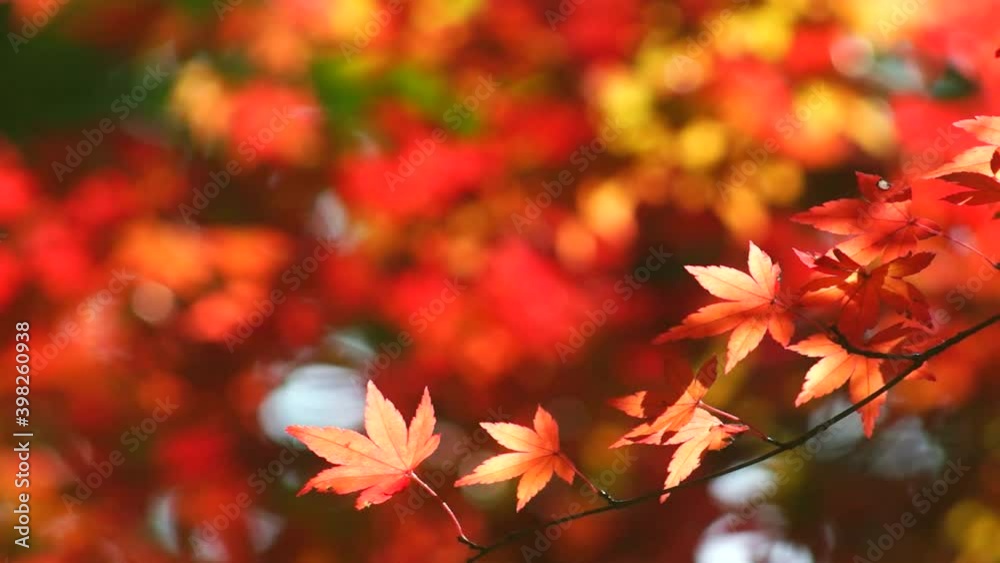 風にゆれる立田山の紅葉
