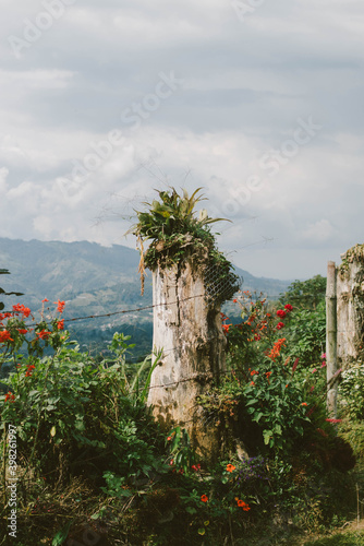 arbol solito photo