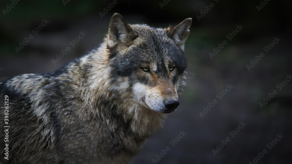 Loup gris