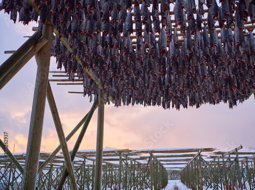 Air drying of Salmon fish on wooden structure at Scandinavian winter photo