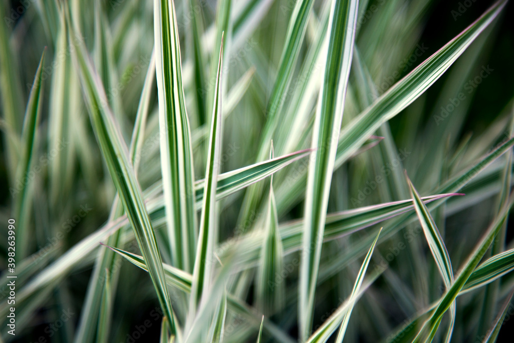 Cereals in the garden and landscape design. Cereals in the garden and landscape design.