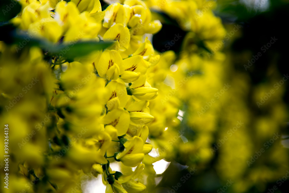 Spring flowering bush of golden rain.