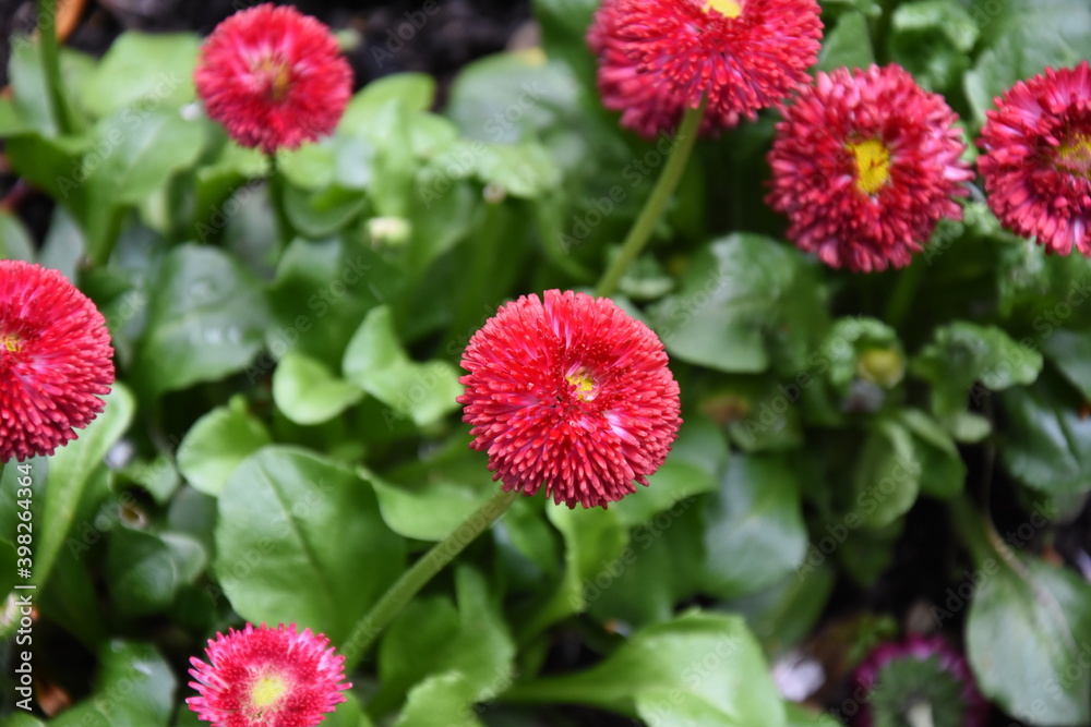 beautiful red yellow little sweet flower in nature beautiful red yellow little sweet flower in nature