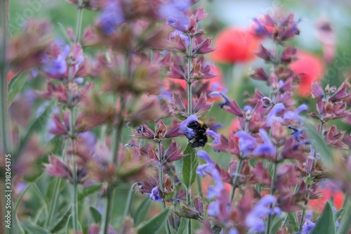 bumble bee on lavender