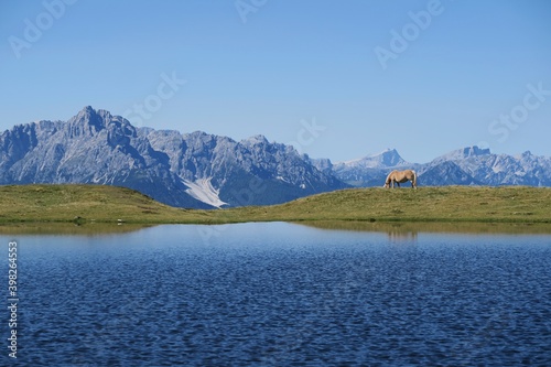 horse at a lake in the mountains