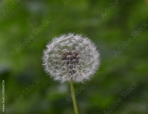 White fluffy dandelions deep in the woods.