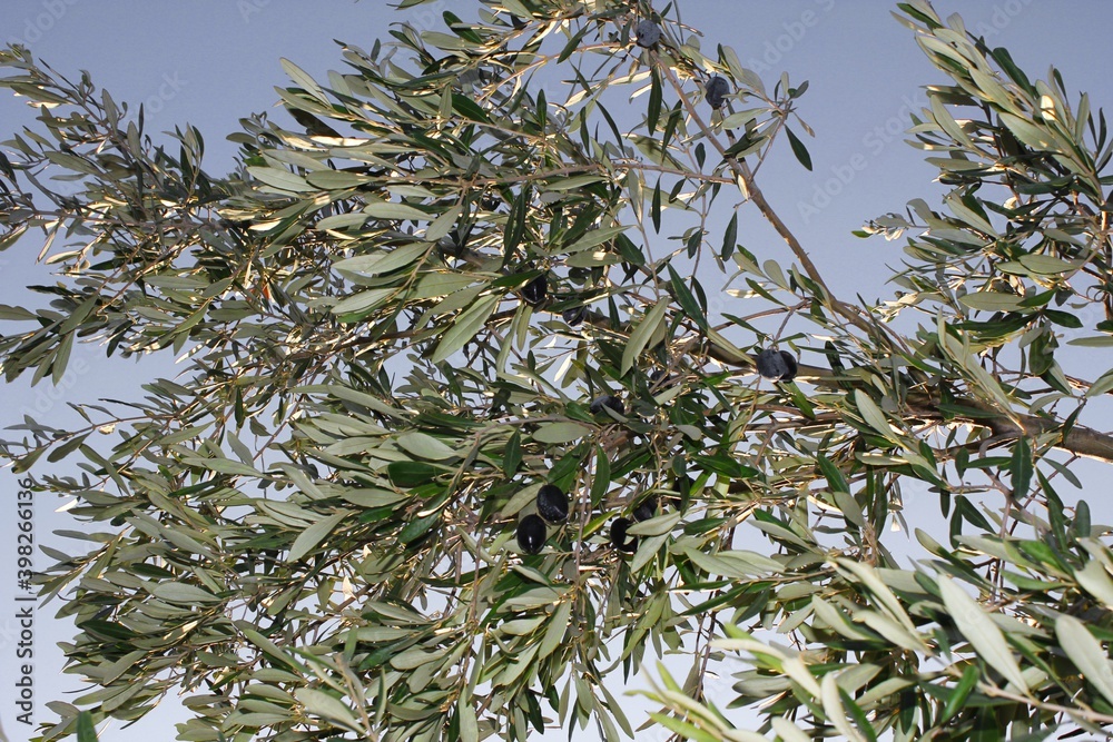 Olives on olive tree branch in the outskirts of Athens in Attica, Greece. Olives on olive tree branch in the outskirts of Athens in Attica, Greece.