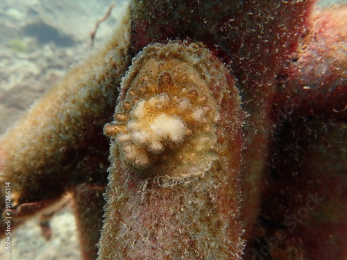 coral juvenile that successfully attached into coral frame photo