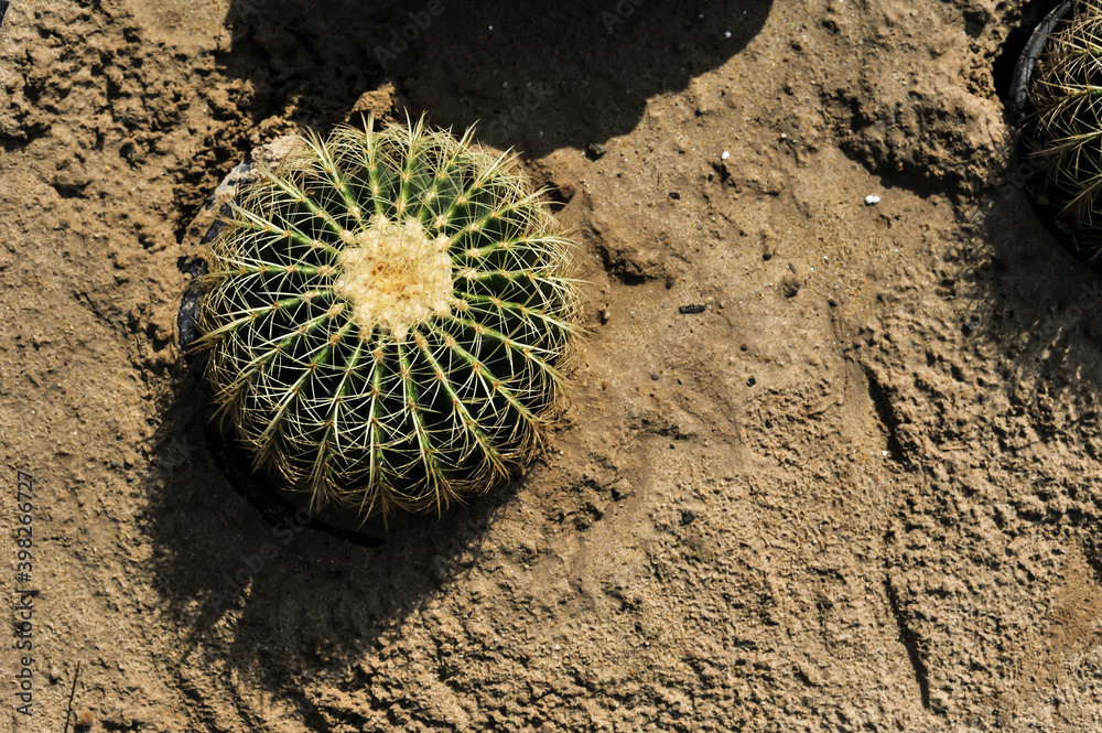 Stockfoto Top view of a naturally Cactus on the sand at King Rama 9 ...