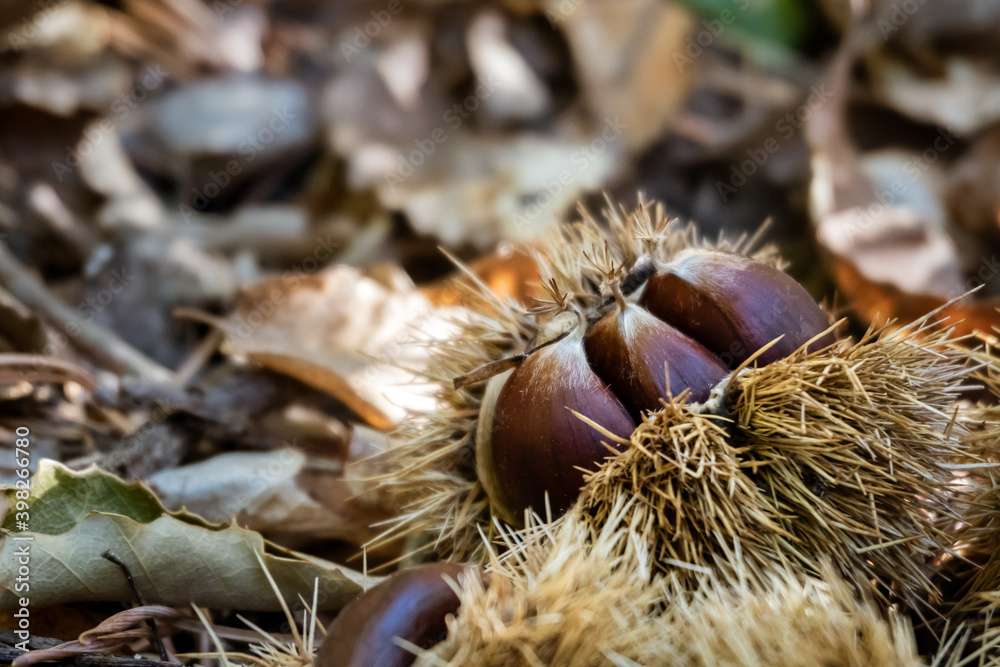Closeup of a chestnut freshly fallen from the tree in the forest with unfocused background Closeup of a chestnut freshly fallen from the tree in the forest with unfocused background