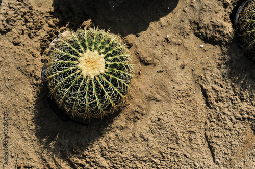 Top view of a naturally Cactus on the sand at King Rama 9 park in Bangkok Thailand 
