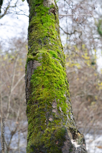 trunk