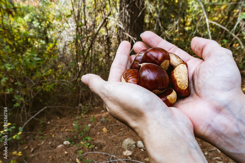 Hands holding a group of chestnuts in the forest