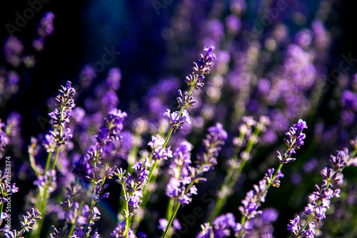 Lavender flowers in landscape design.
